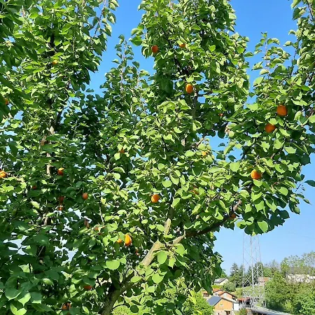 Alloggio per agriturismo & Wine Lilek