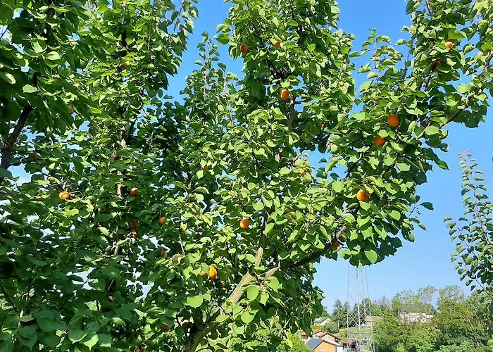 Çiftlik konaklama & Wine Lilek