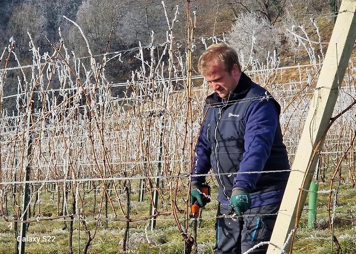 Farm stay & Wine Lilek